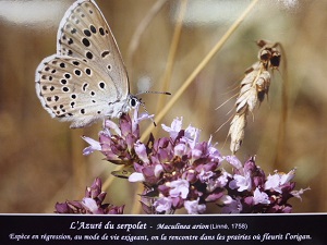 image relative à l'événement - en général une affiche